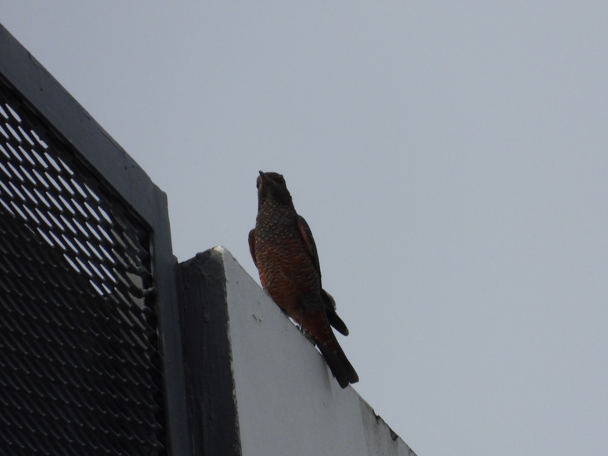 Blue Rock-Thrush - ML609561524