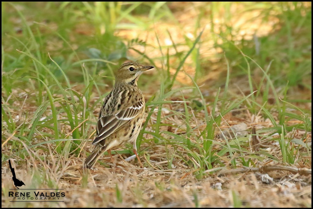 Red-throated Pipit - Rene Valdes 🦜