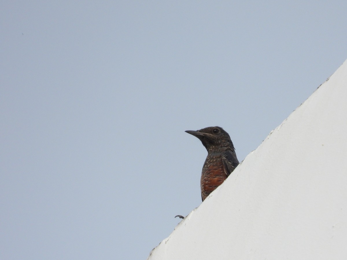 Blue Rock-Thrush - ML609561562