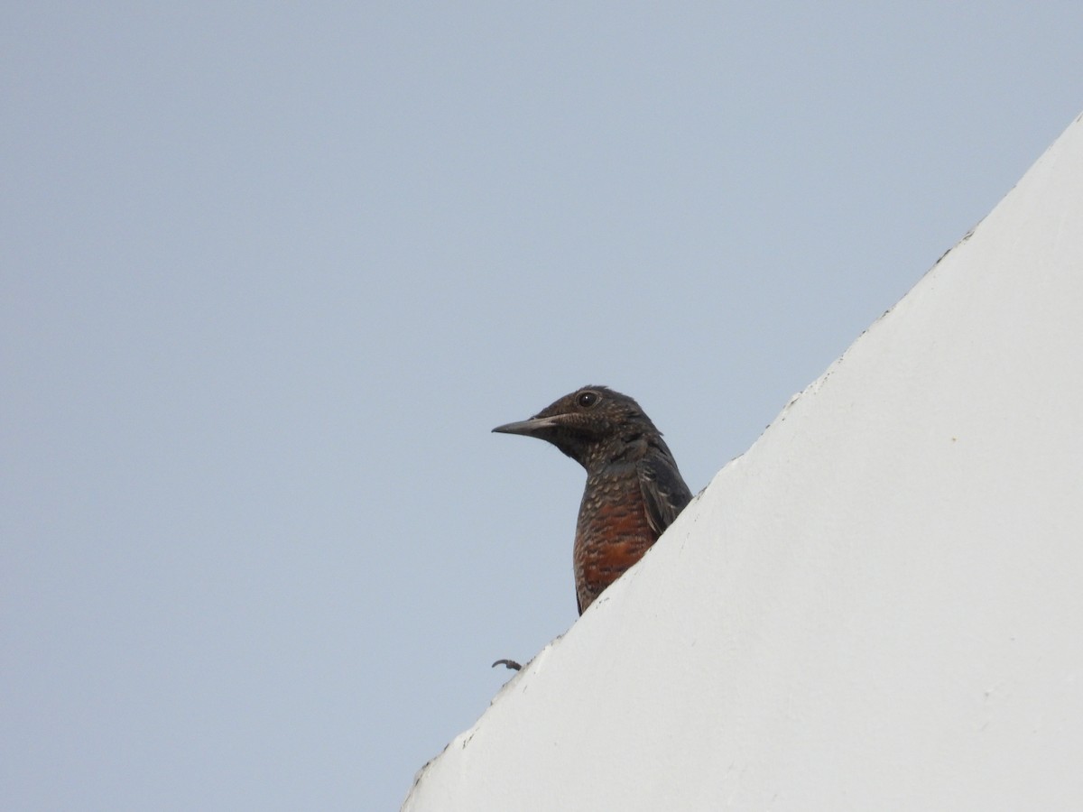 Blue Rock-Thrush - ML609561564