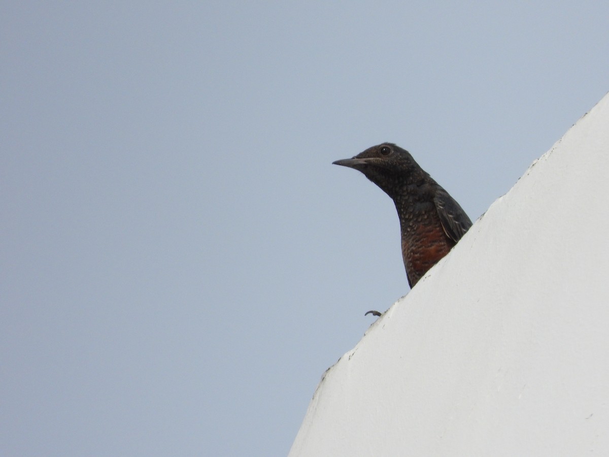 Blue Rock-Thrush - ML609561567