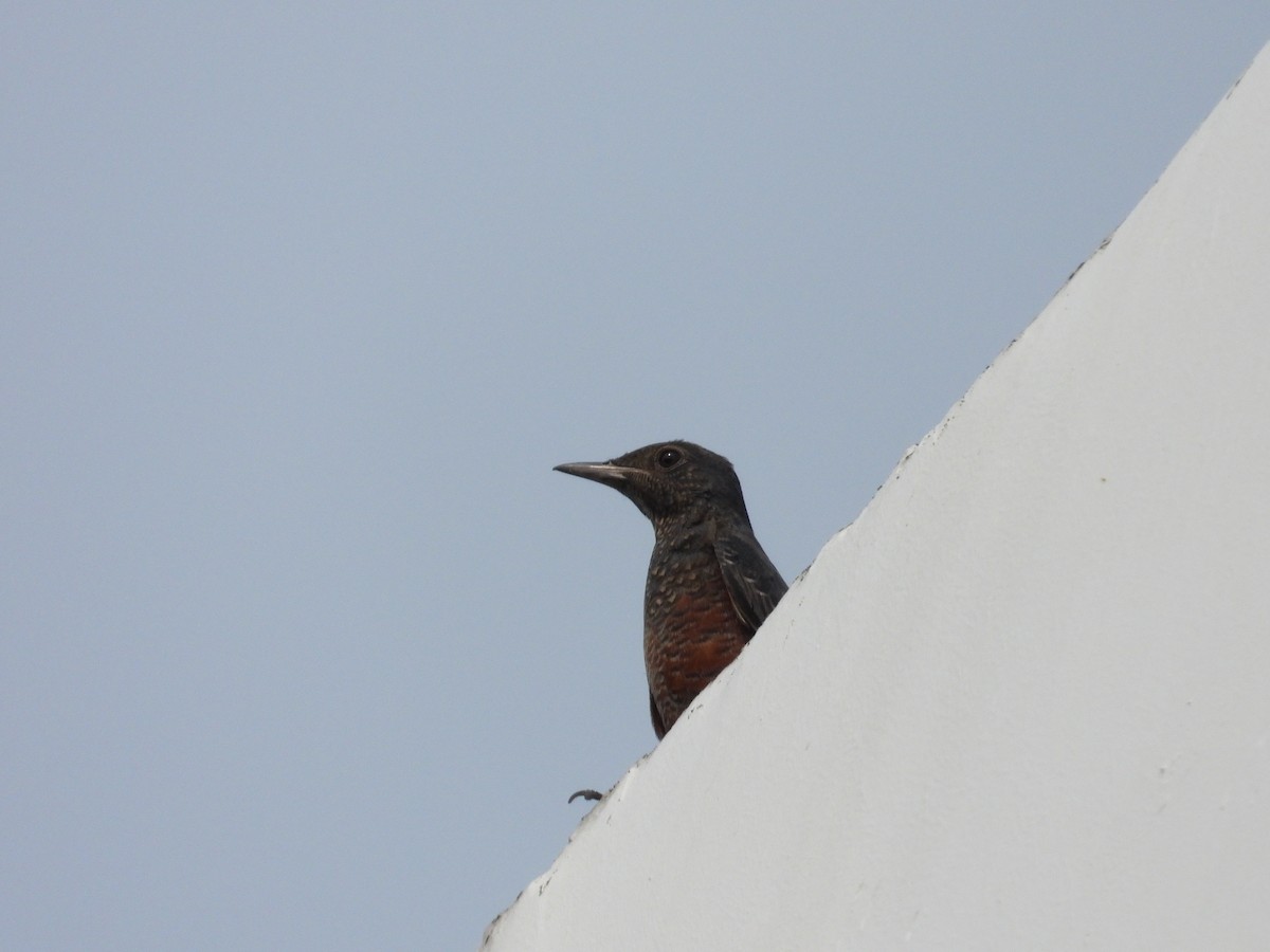 Blue Rock-Thrush - ML609561572