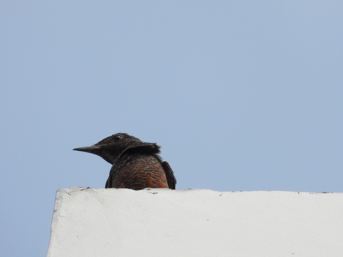 Blue Rock-Thrush - ML609561591