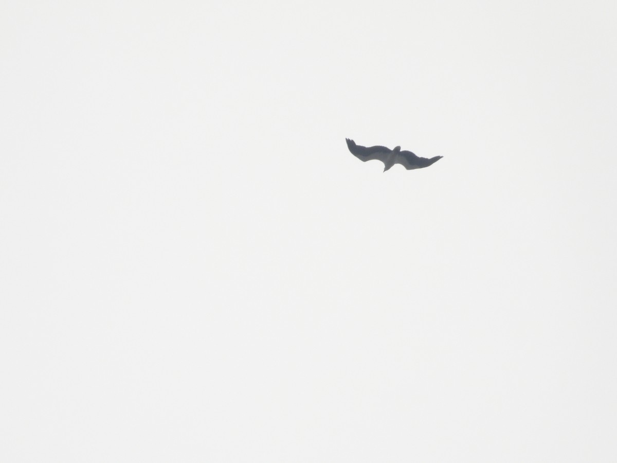 White-bellied Sea-Eagle - ML609561598