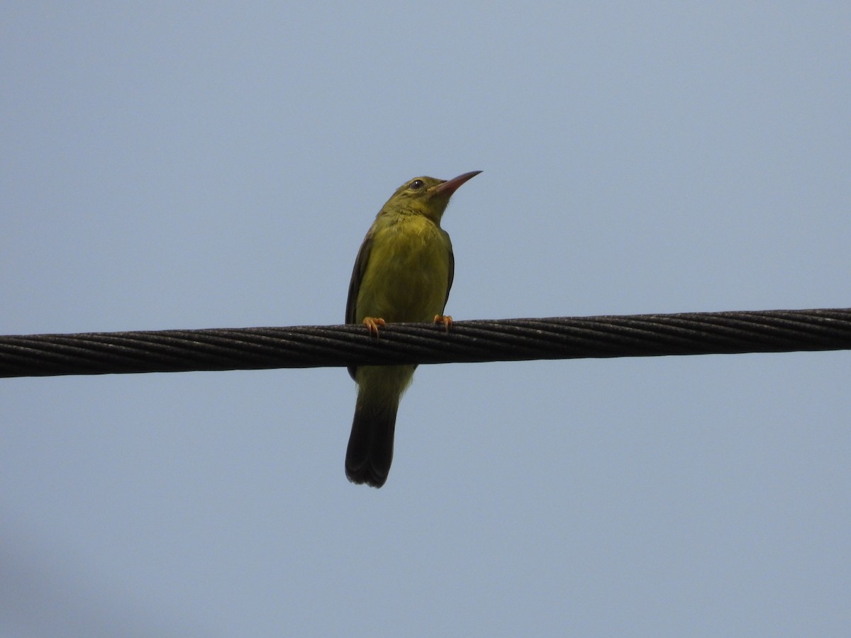 Brown-throated Sunbird - ML609561619