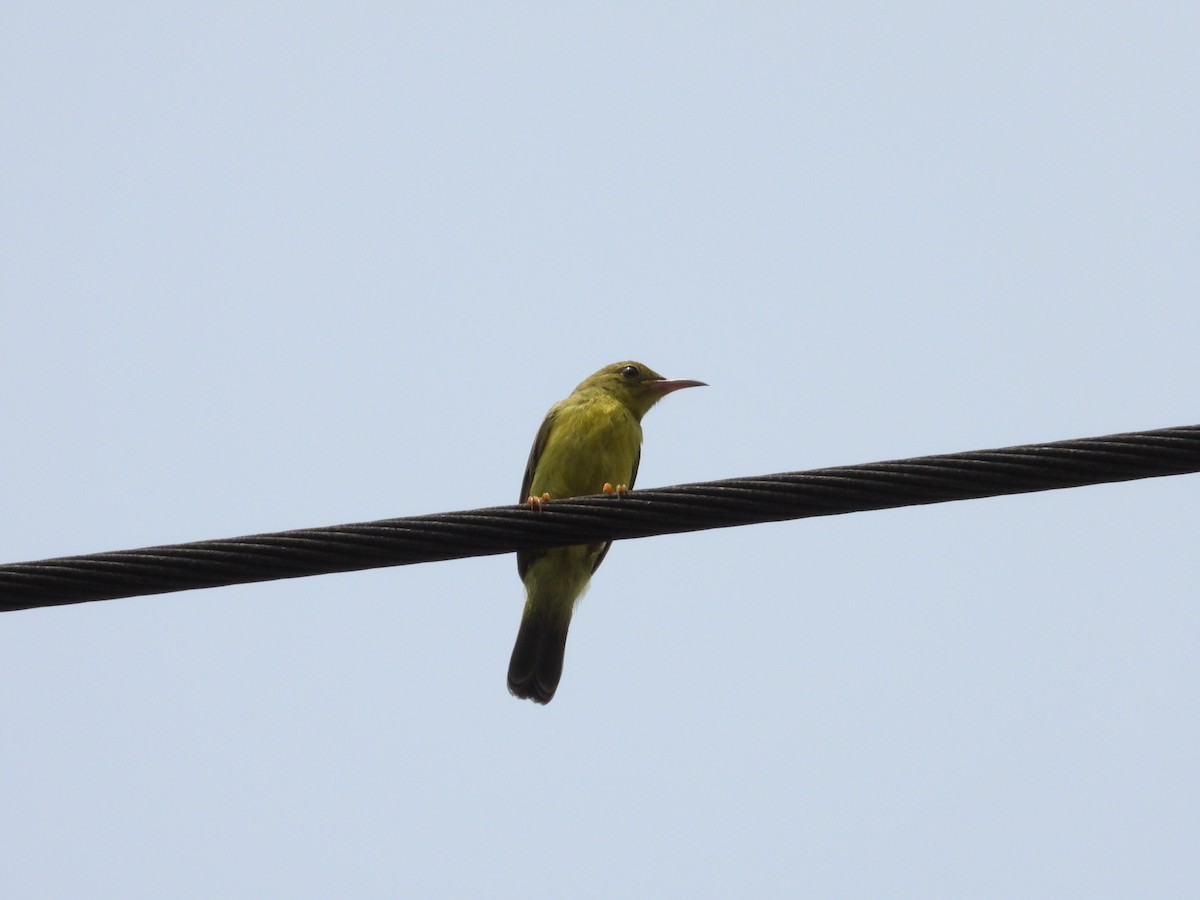 Brown-throated Sunbird - ML609561620