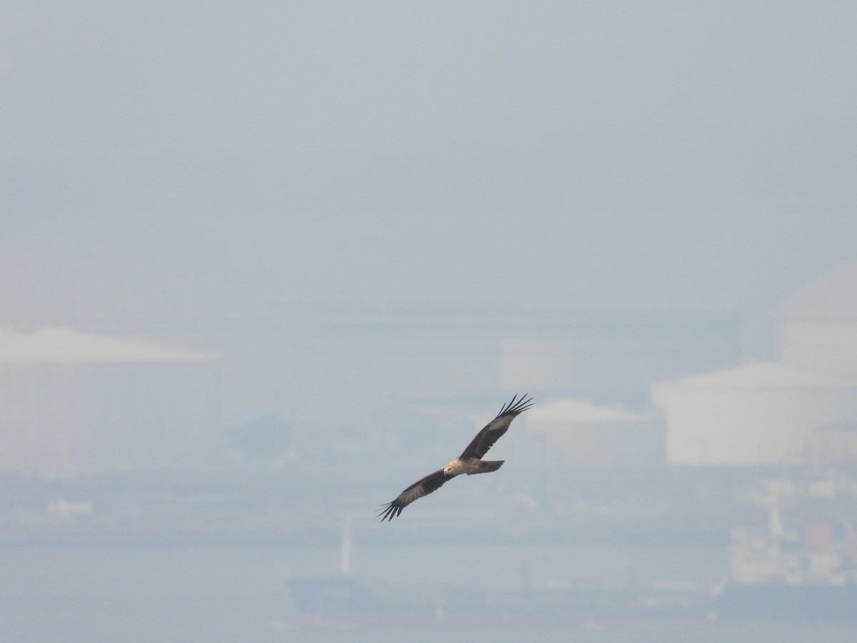 Brahminy Kite - ML609561622
