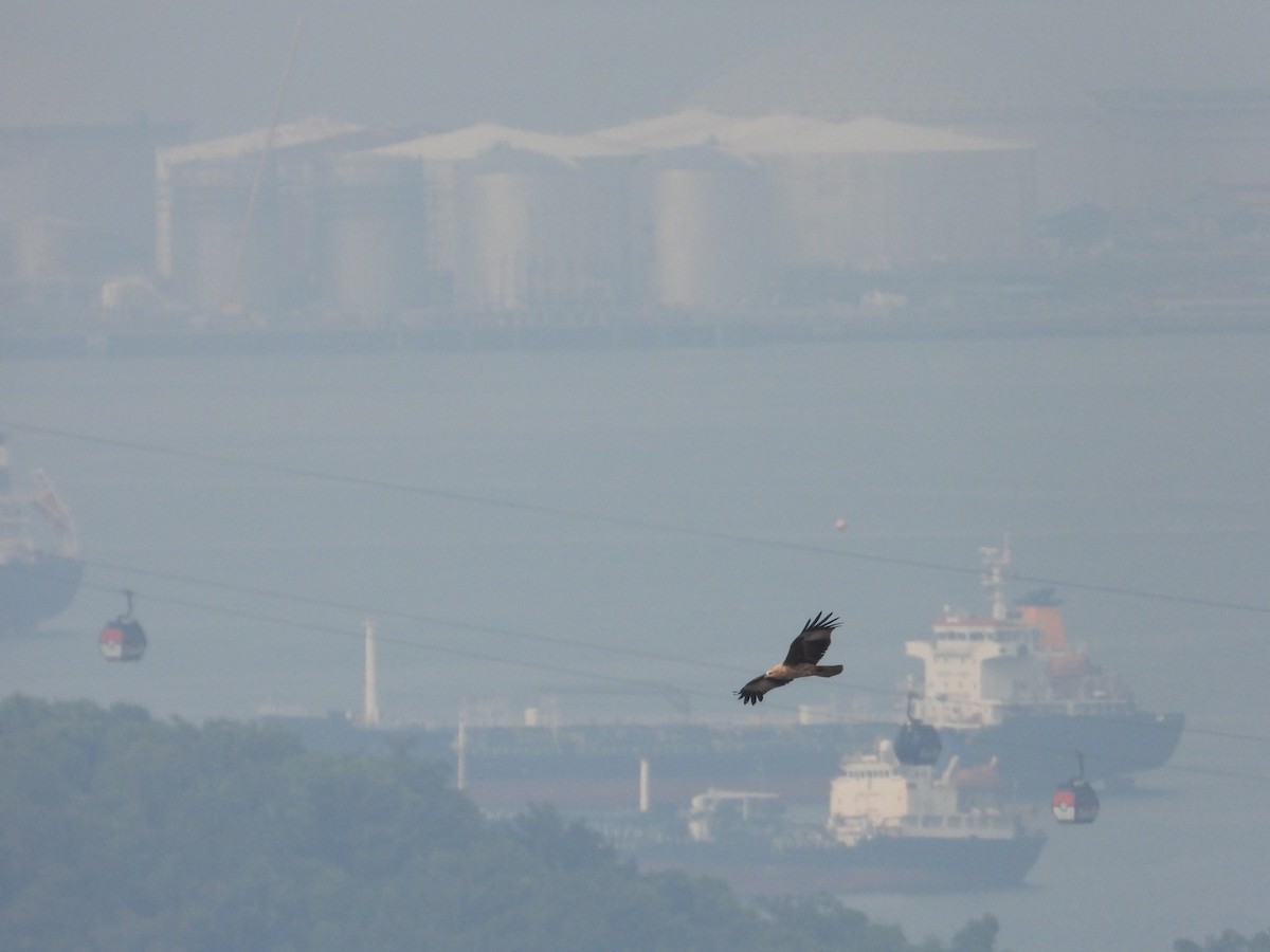 Brahminy Kite - ML609561623