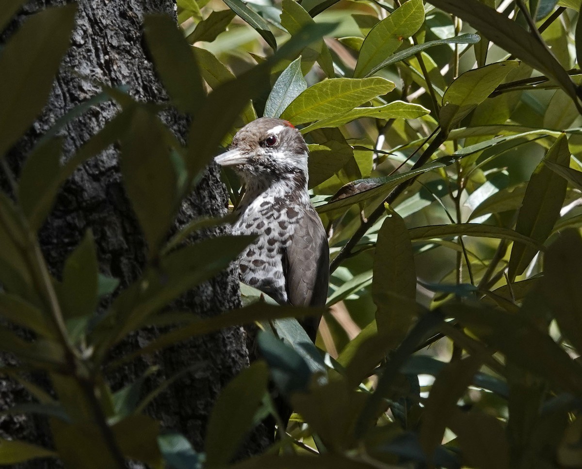 Arizona Woodpecker - Cathy Beck