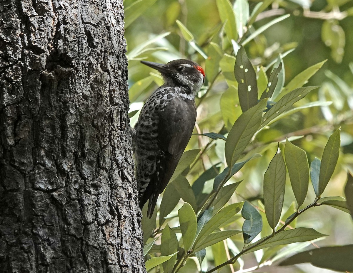 Arizona Woodpecker - Cathy Beck