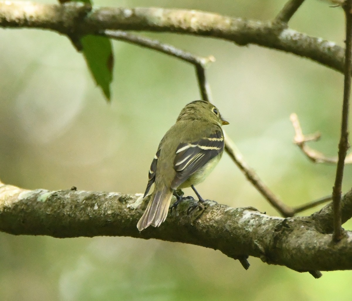 Yellow-bellied Flycatcher - Leonardo Guzmán (Kingfisher Birdwatching Nuevo León)
