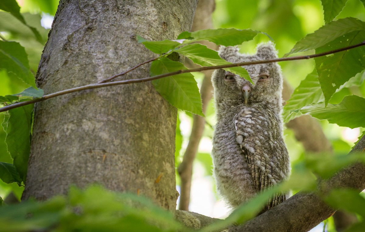 Eastern Screech-Owl - ML60956171