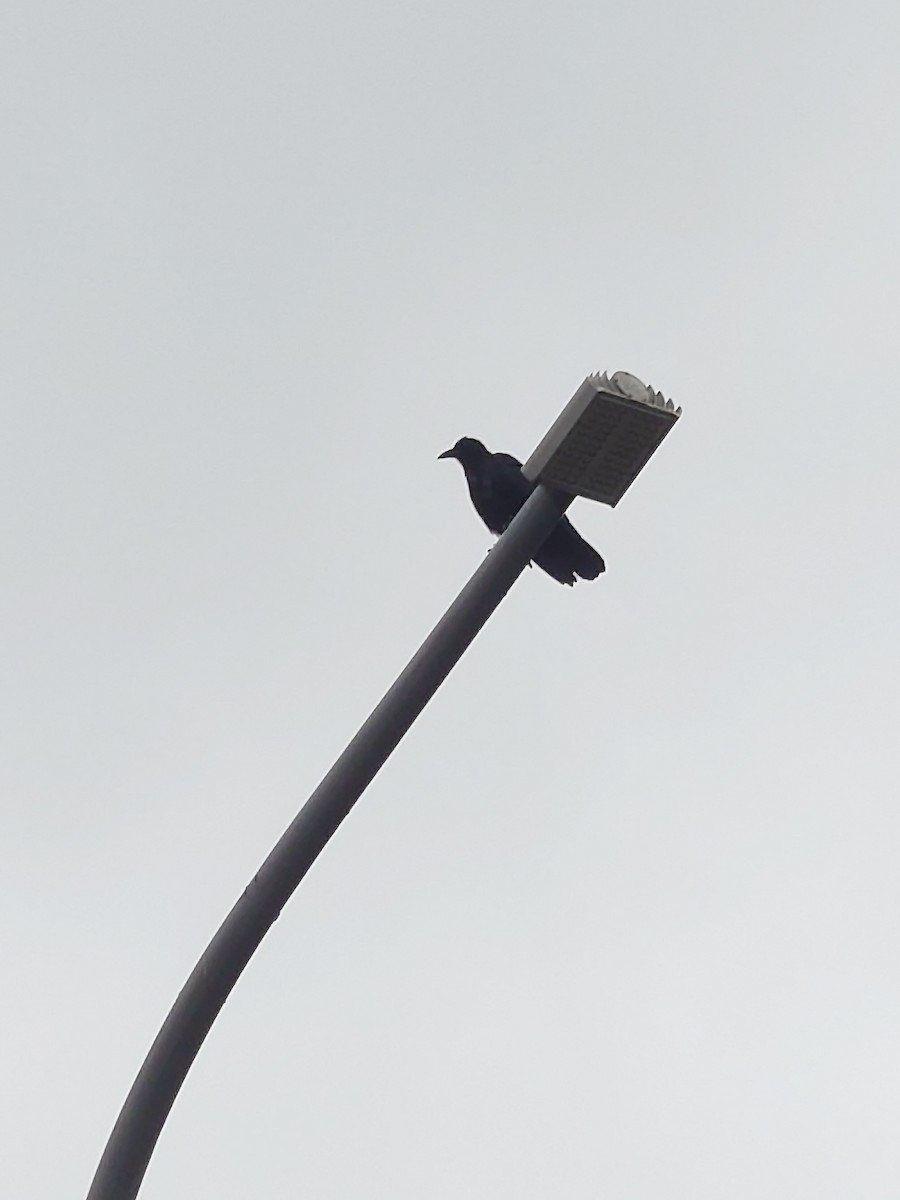 Carrion Crow - ML609561744