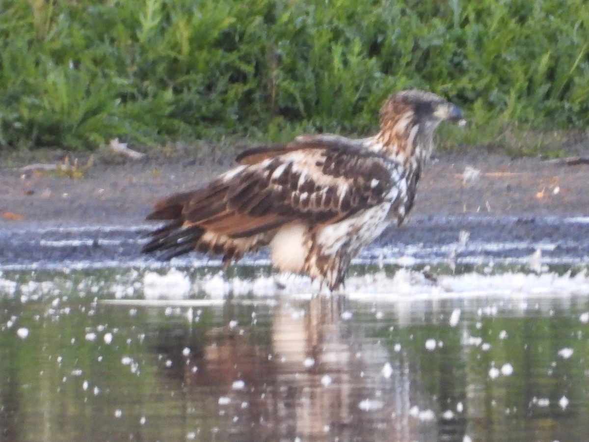 Bald Eagle - ML609561796