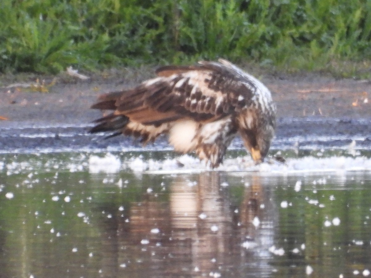 Weißkopf-Seeadler - ML609561800