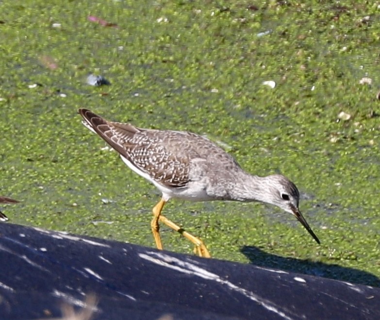 Lesser Yellowlegs - ML609561840