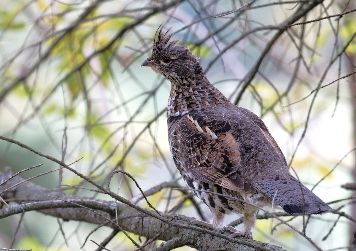 Ruffed Grouse - Braydon Luikart