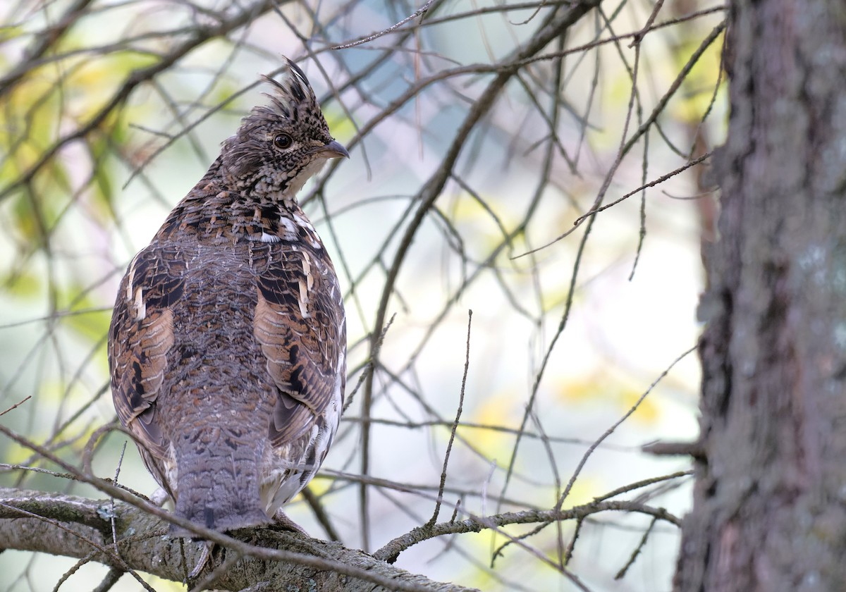 Ruffed Grouse - ML609561861