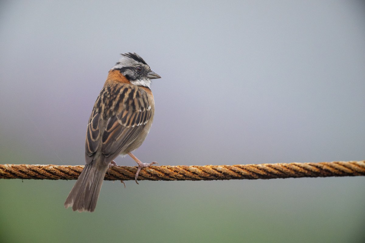 Rufous-collared Sparrow - ML609561988