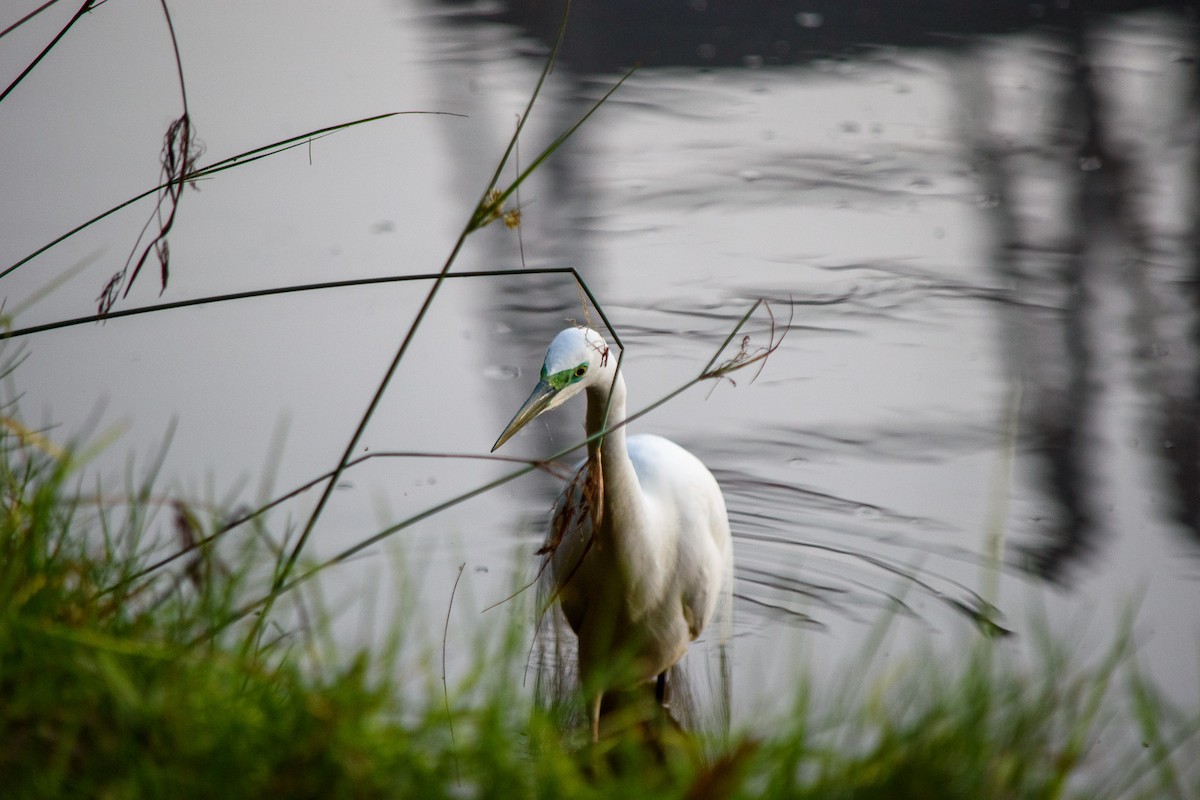 Great Egret - ML609562218