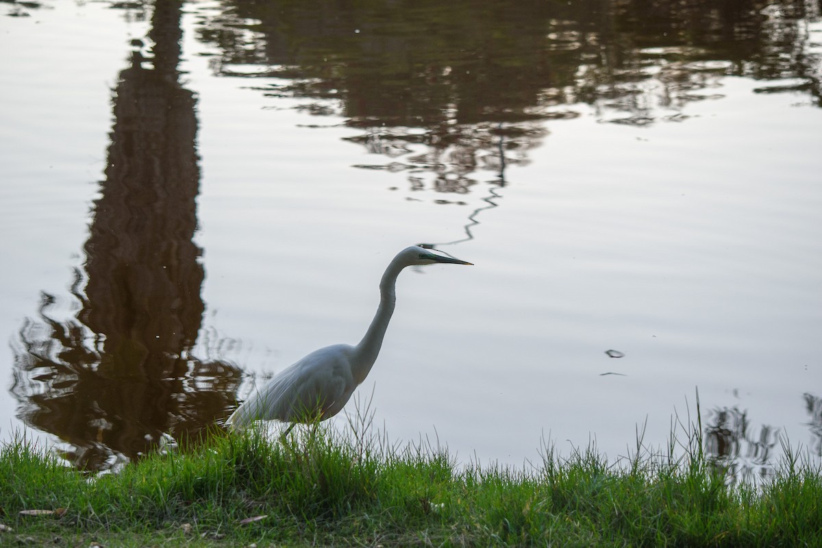 Great Egret - Tod Spencer