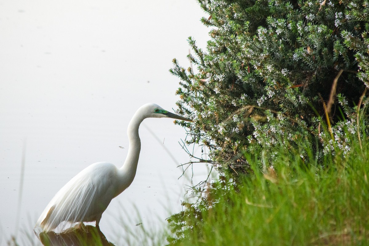 Great Egret - Tod Spencer