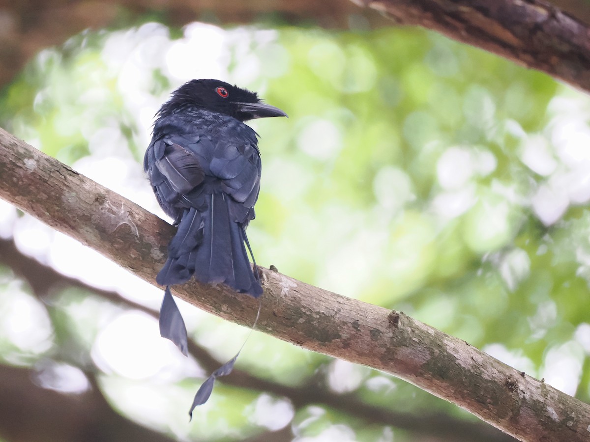 Greater Racket-tailed Drongo - Evelyn Lee