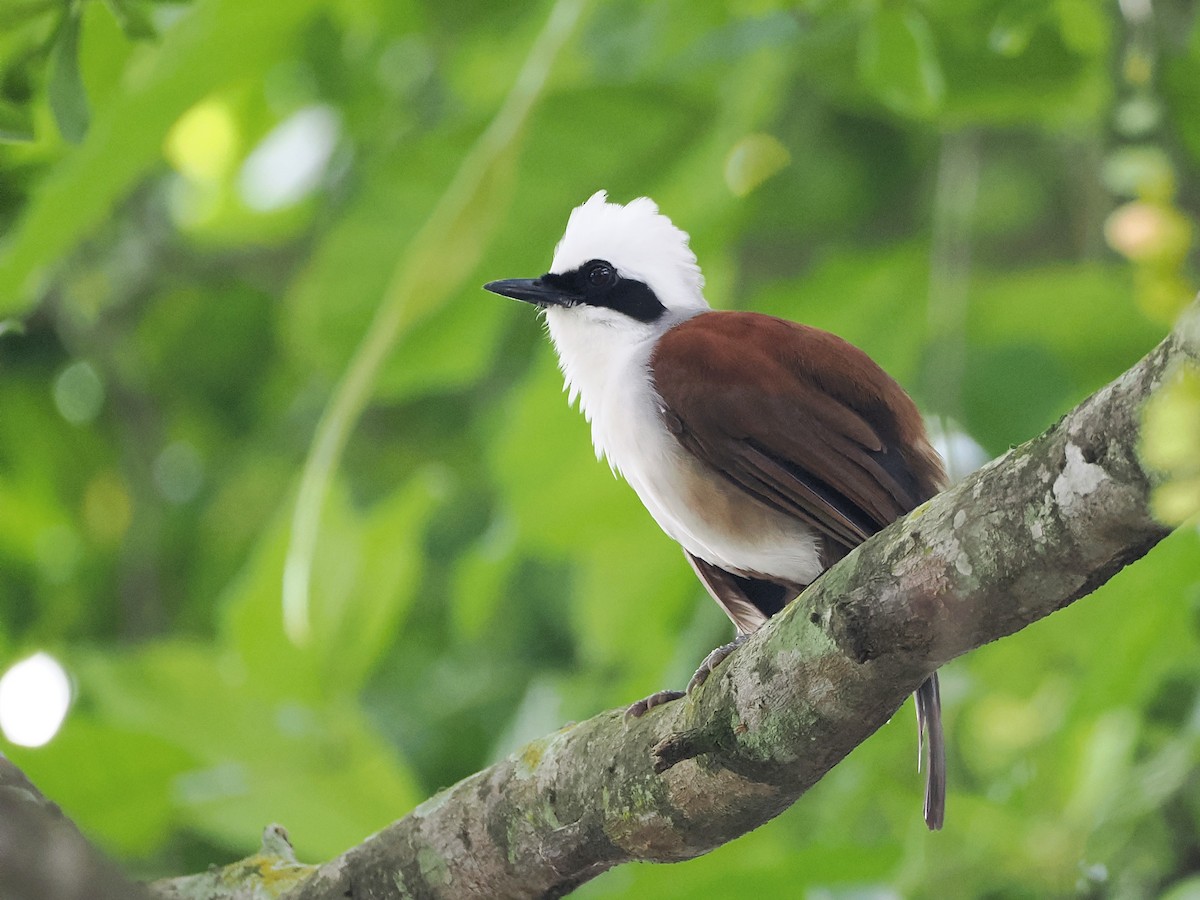 White-crested Laughingthrush - Evelyn Lee