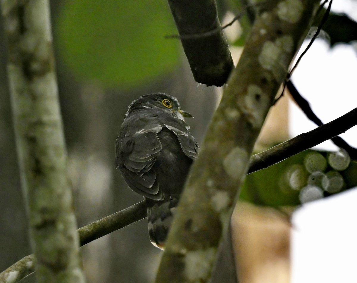 Hodgson's Hawk-Cuckoo - Amar-Singh HSS