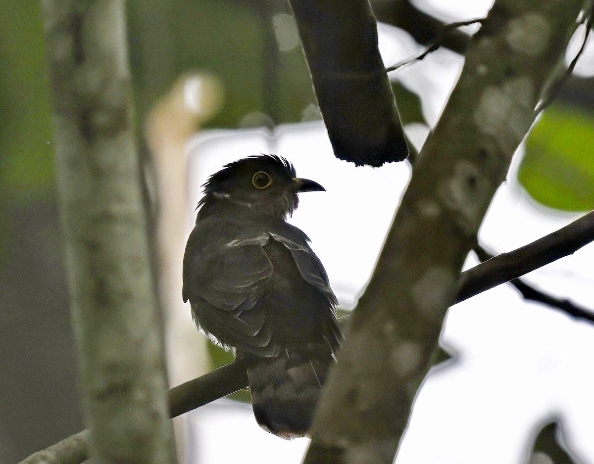 Hodgson's Hawk-Cuckoo - Amar-Singh HSS