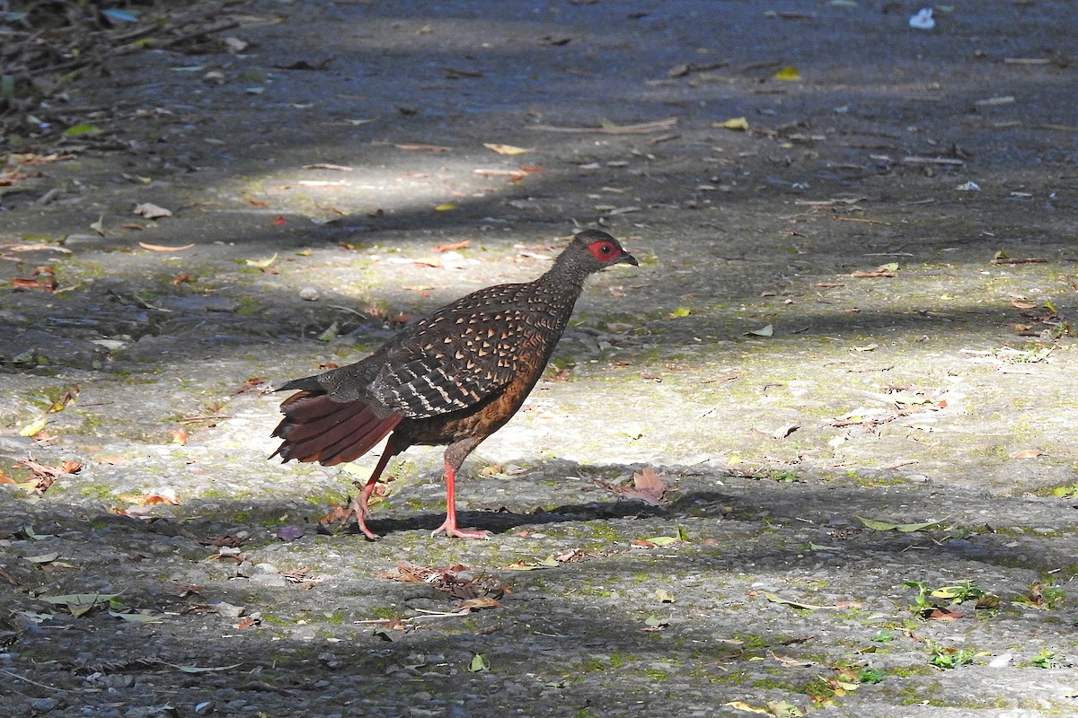 Swinhoe's Pheasant - ML609562430