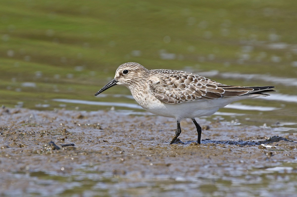 Baird's Sandpiper - ML609562457