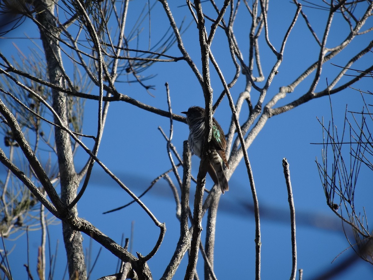 Shining Bronze-Cuckoo - Mike Youdale