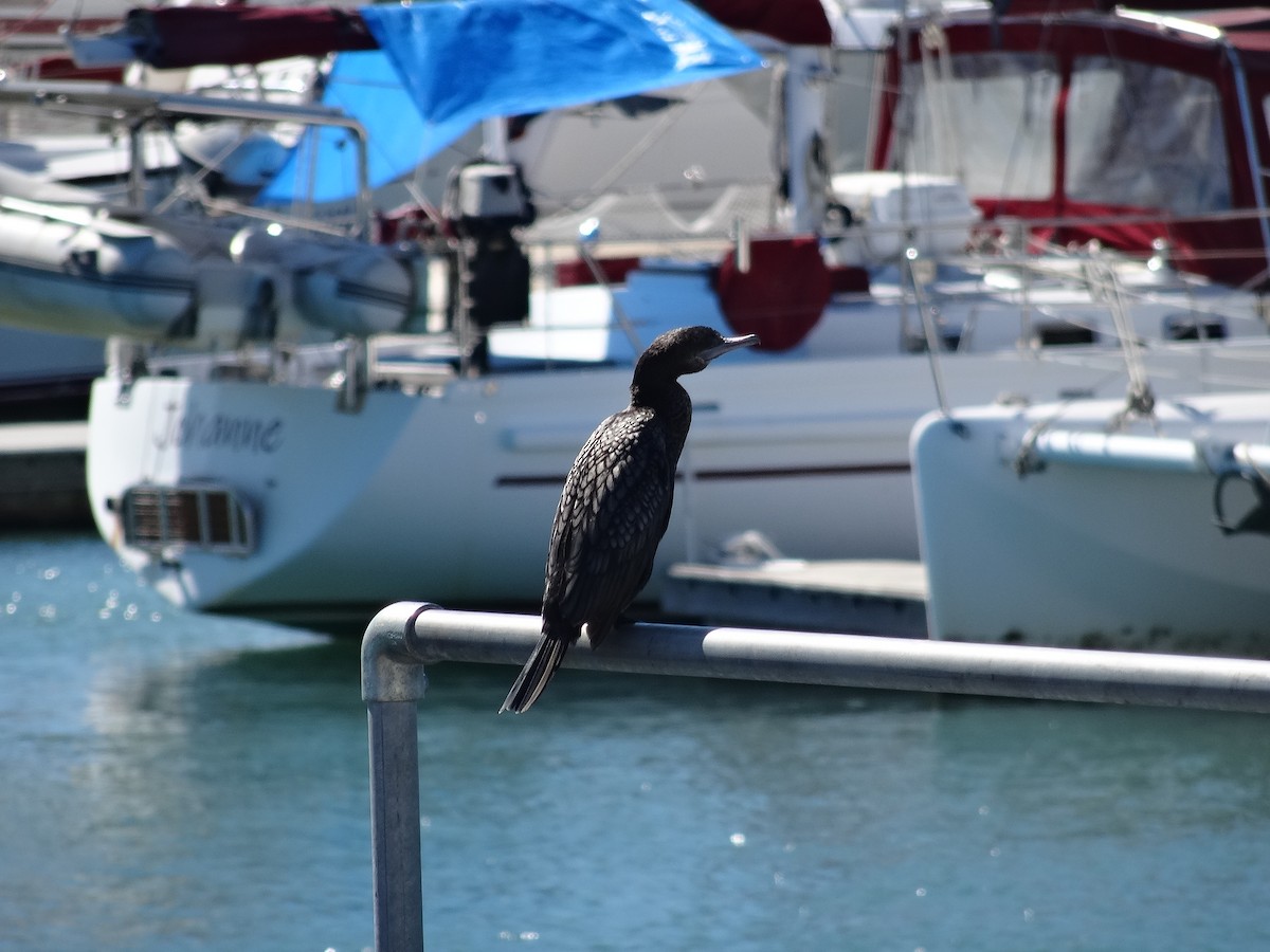 Little Black Cormorant - ML609562553