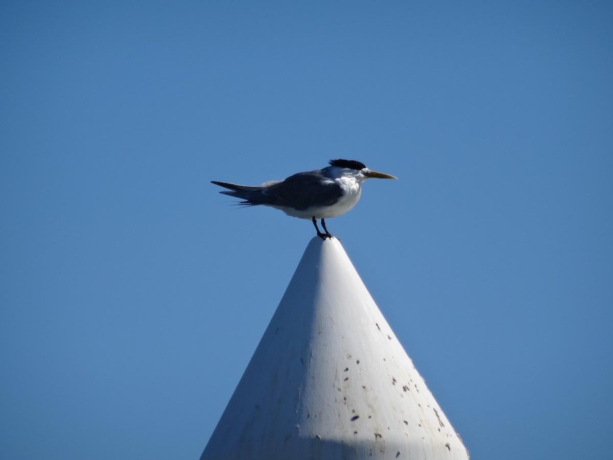 Great Crested Tern - ML609562558