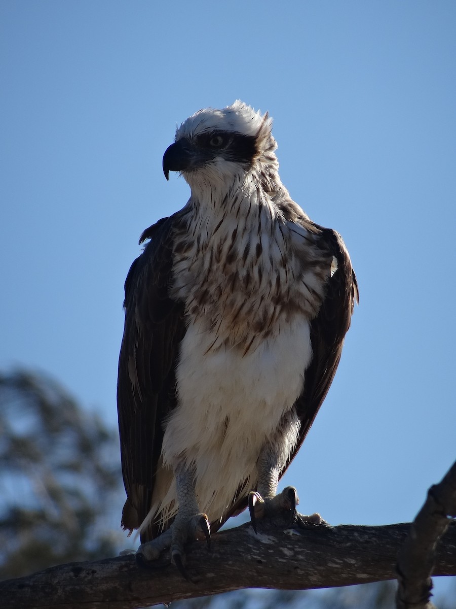 Osprey - Mike Youdale