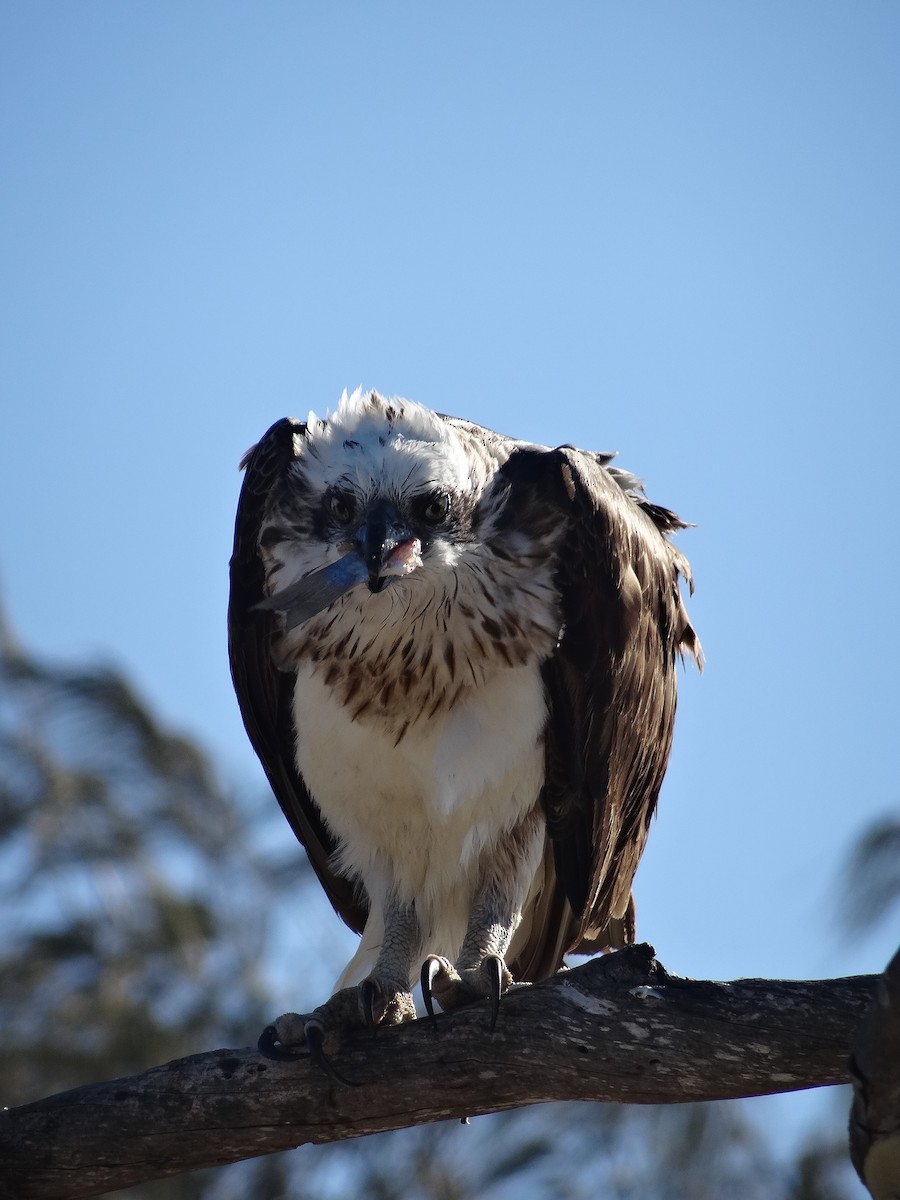 Águila Pescadora - ML609562577