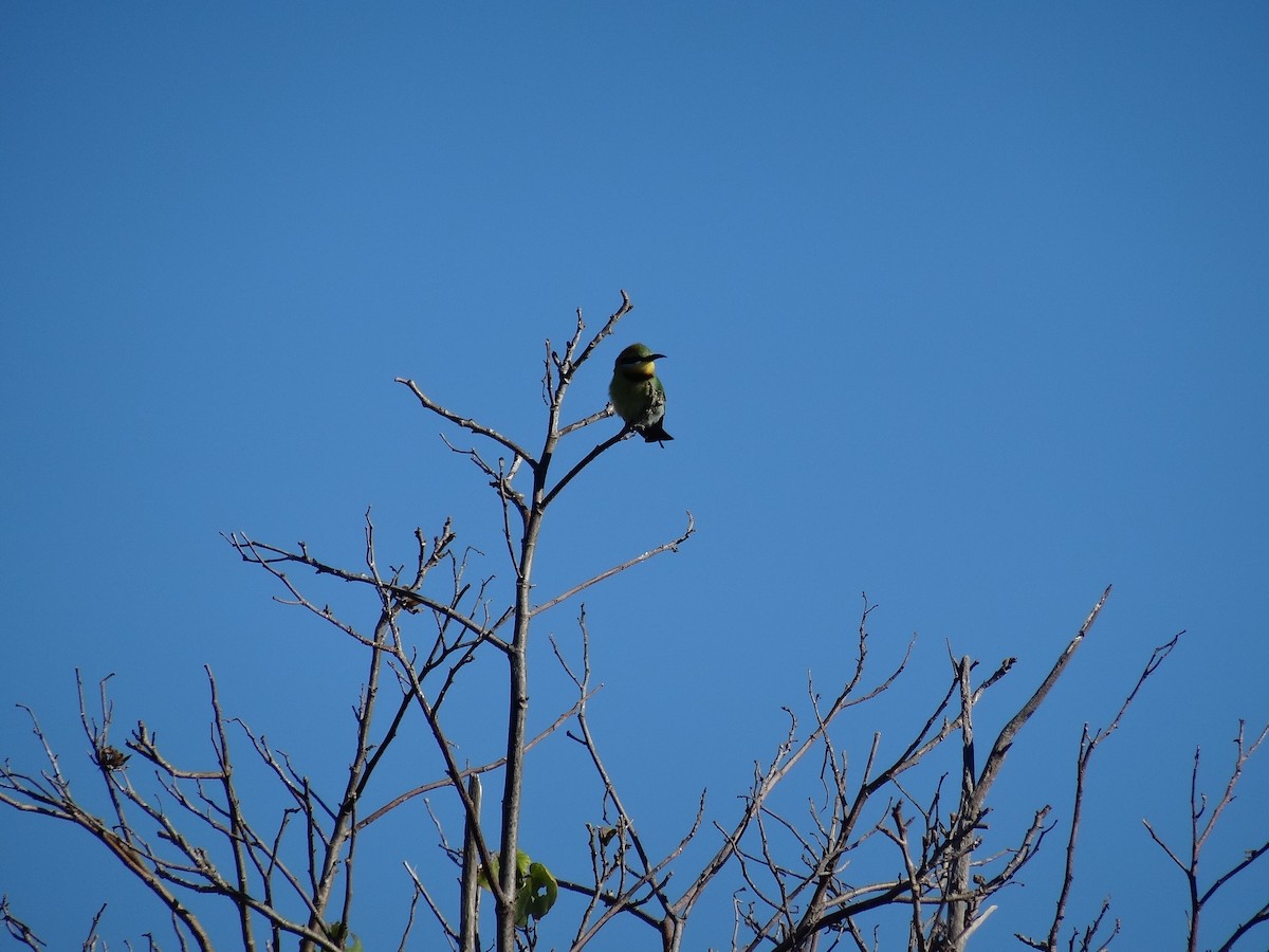 Rainbow Bee-eater - ML609562583