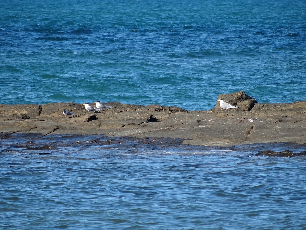 Lesser Crested Tern - Mike Youdale