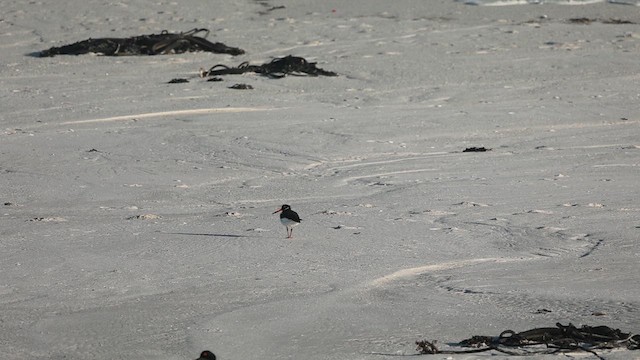 Eurasian Oystercatcher - ML609562699