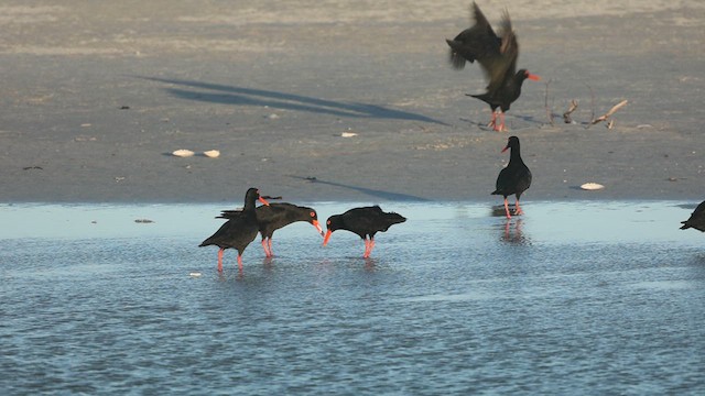 African Oystercatcher - ML609562721