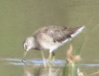 Long-billed Dowitcher - ML609562865