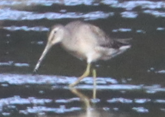 Long-billed Dowitcher - ML609562876