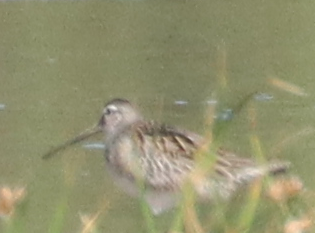 Long-billed Dowitcher - ML609562877