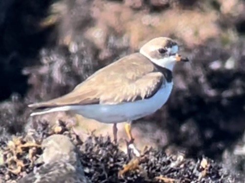Semipalmated Plover - ML609562903