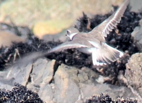 Semipalmated Plover - ML609562904