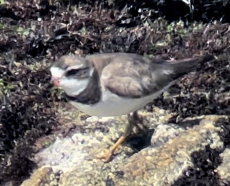 Semipalmated Plover - ML609562905