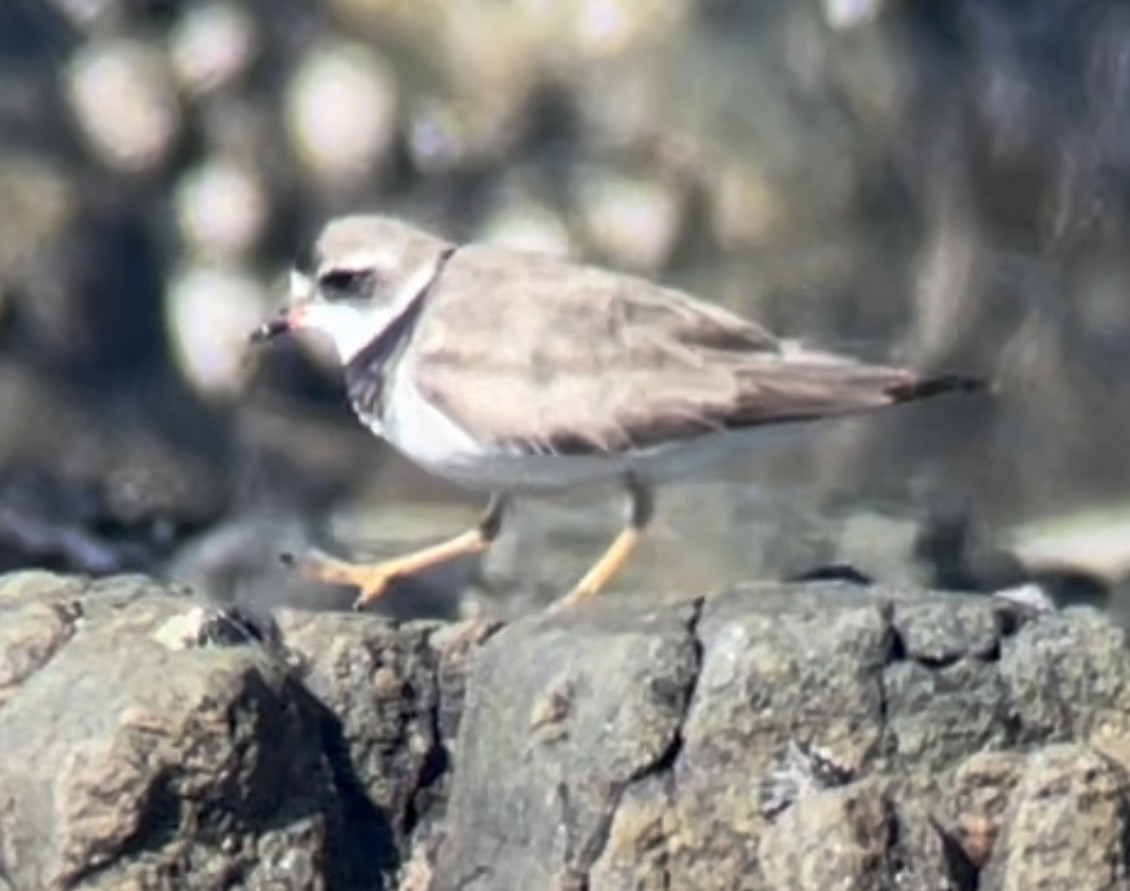 Semipalmated Plover - ML609562906