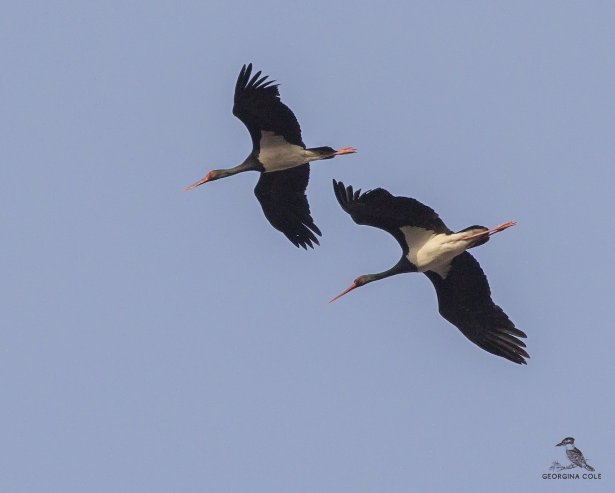 Black Stork - ML609563015