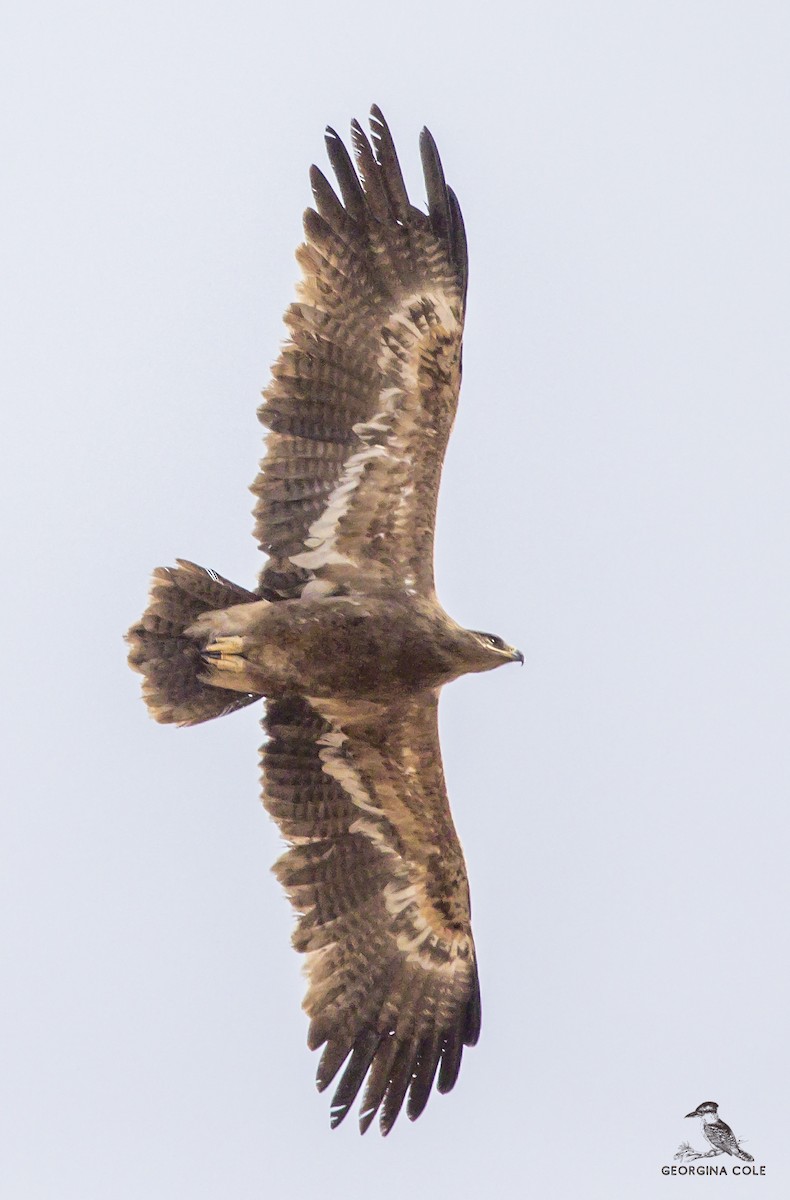 Águila Esteparia - ML609563017